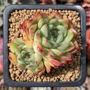 Echeveria Agavoides 'Paulderance' 2" Succulent Plant