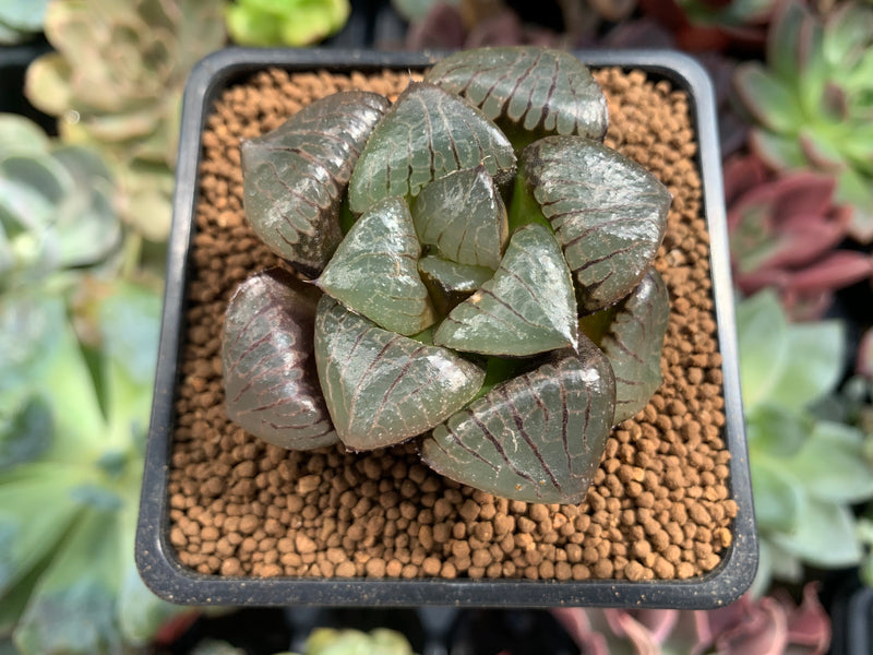 tropical succulent plants Haworthia 'Tropical Knight' 2" Succulent Plant – True Succulents Plant Co