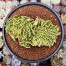 Echeveria Agavoides 'Gilva' Crested 4" Succulent Plant