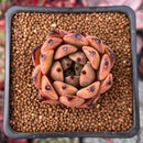 Echeveria Agavoides 'Sarabony' 1" Succulent Plant