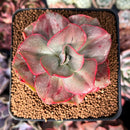 Echeveria 'Minigosaong' Variegated 3"-4" Succulent Plant