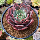 Echeveria 'Luna Solar' 3" Succulent Plant