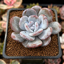 Echeveria 'Laui' 2" Powdery Succulent Plant