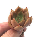 Echeveria 'Mexican Giant' x 'Agavoides' 2" Rare Succulent Plant