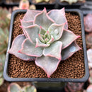 Echeveria 'Madiba' 1"-2" Succulent Plant