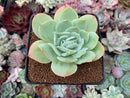 Echeveria 'Blade Runner' 3" Succulent Plant