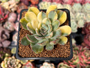 Echeveria 'Pulidonis' Variegated 2" Succulent Plant