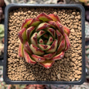 Echeveria Agavoides 'Lipstick' 2" Succulent Plant