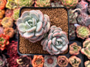 Echeveria 'Ice Cream' 4" Cluster Succulent Plant