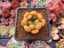 Echeveria Agavoides 'Magically' 1" Succulent Plant