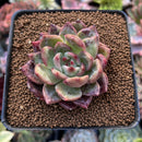 Echeveria Agavoides 'Shallot' 2" Succulent Plant
