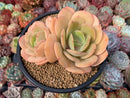 Echeveria 'Drawing' New Hybrid 5" Cluster Succulent Plant