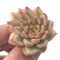 Echeveria 'Mebina' Variegated 1" Small Rare Succulent Plant