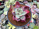 Echeveria 'Colorata' Hybrid 4" Succulent Plant