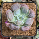 Echeveria 'Hearts Delight' 2"-3" Succulent Plant