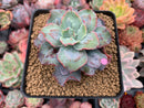 Echeveria 'Blue Spur' 3"-4" New Hybrid Succulent Plant