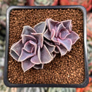 Echeveria 'Perle von Nurnberg' 1" Succulent Plant