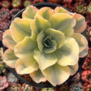 Echeveria 'Japan Moon River' Variegated 4" Succulent Plant
