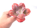 Echeveria ‘Lilac Frost’ Hybrid 3”-4" Rare Succulent Plant