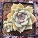 Echeveria sp. 3" Succulent Plant