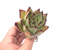 Echeveria Agavoides ‘Black Edge’ 3”-4" Rare Succulent Plant