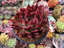Echeveria Agavoides 'Helia' 5" Succulent Plant