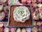 Echeveria 'Bluette' Variegated 1" Succulent Plant