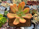 Echeveria 'Kinoa' 2"-3" Succulent Plant