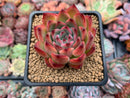 Echeveria Agavoides 'Fire Pillar' 2"-3" Succulent Plant
