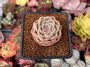 Echeveria 'Mario' Malgan Hybrid 1" Succulent Plant