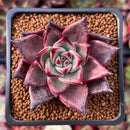 Echeveria Agavoides 'Romeo' 2" Succulent Plant