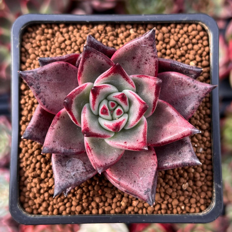 romeo succulent for sale Echeveria Agavoides 'Romeo' 2" Succulent Plant – True Succulents Plant Co