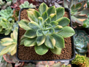 Echeveria 'Bob Jolly' Variegated 4" Succulent Plant