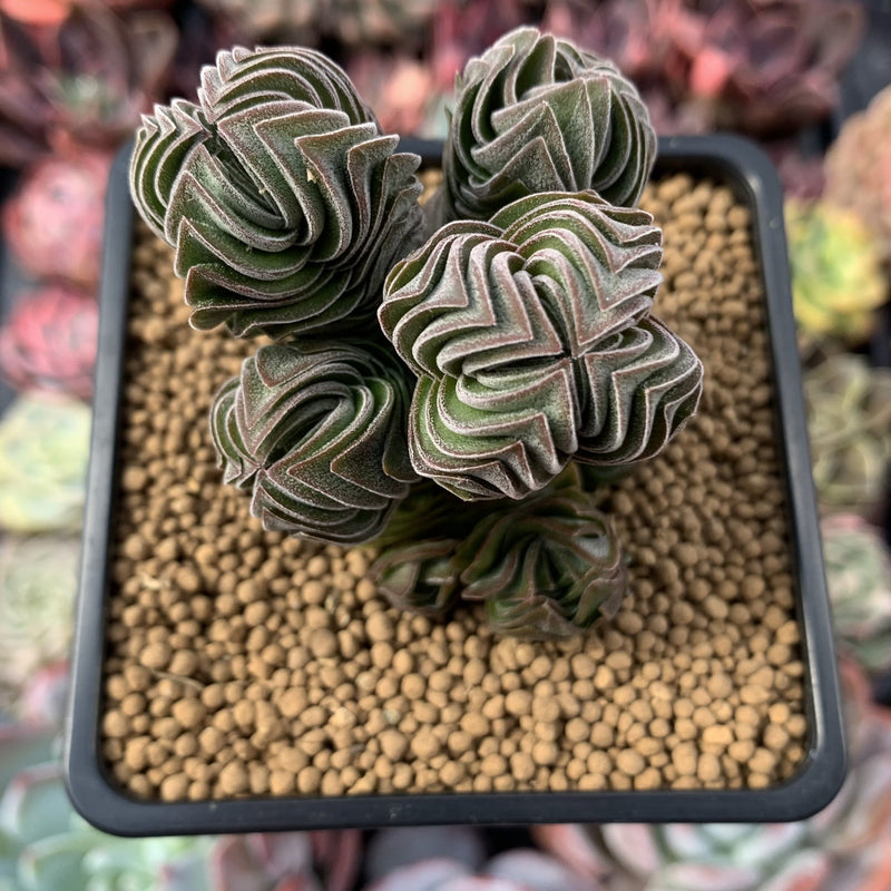 Crassula 'Buddha's Temple' 2