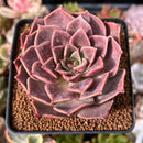 Echeveria 'Guerlain' 2"-3" New Hybrid Succulent Plant
