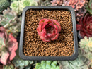 Echeveria 'Pink Crystal' 1/2" Very Small Seedling Succulent Plant