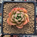 Echeveria Agavoides 'Cagliari' 1" Succulent Plant
