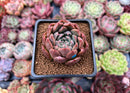 Echeveria 'Momentum' 2" Succulent Plant