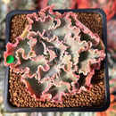 Echeveria 'Blue Curls' 2" Succulent Plant