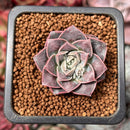 Echeveria 'Water Drop' 1" New Hybrid Succulent Plant