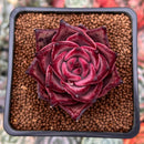 Echeveria Agavoides 'Red Ebony' 2" Succulent Plant