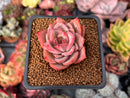 Echeveria 'Red Dragon' 2" Succulent Plant