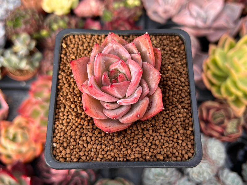 succulent dragon plant Echeveria 'Red Dragon' 2" Succulent Plant – True Succulents Plant Co