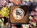 Echeveria 'Blue Surprise' 1" Succulent Plant
