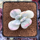Cotyledon 'Orbiculata' Variegated 2" Succulent Plant