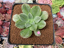 Aeonium sp. Variegated 2" Succulent Plant