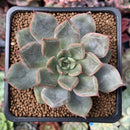 Echeveria 'Silonica' 1"-2" New Hybrid Succulent Plant