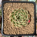 Echeveria 'Melanie' New Hybrid 2" Succulent Plant