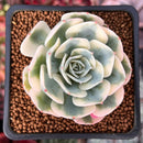 Echeveria 'Compton Carousel' 2" Succulent Plant