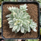 Echeveria 'Mebina' Variegated 3" Cluster Succulent Plant